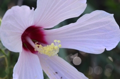Swamp Rosemallow II 7-17-25