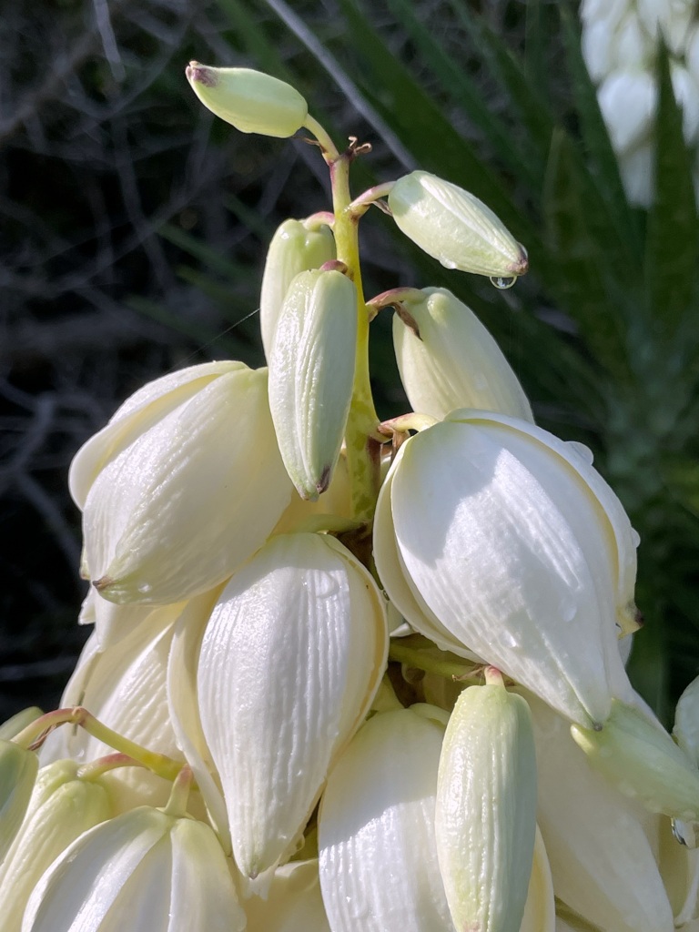 Yucca I 7-6-24