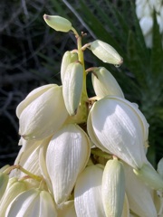Yucca I 7-6-24