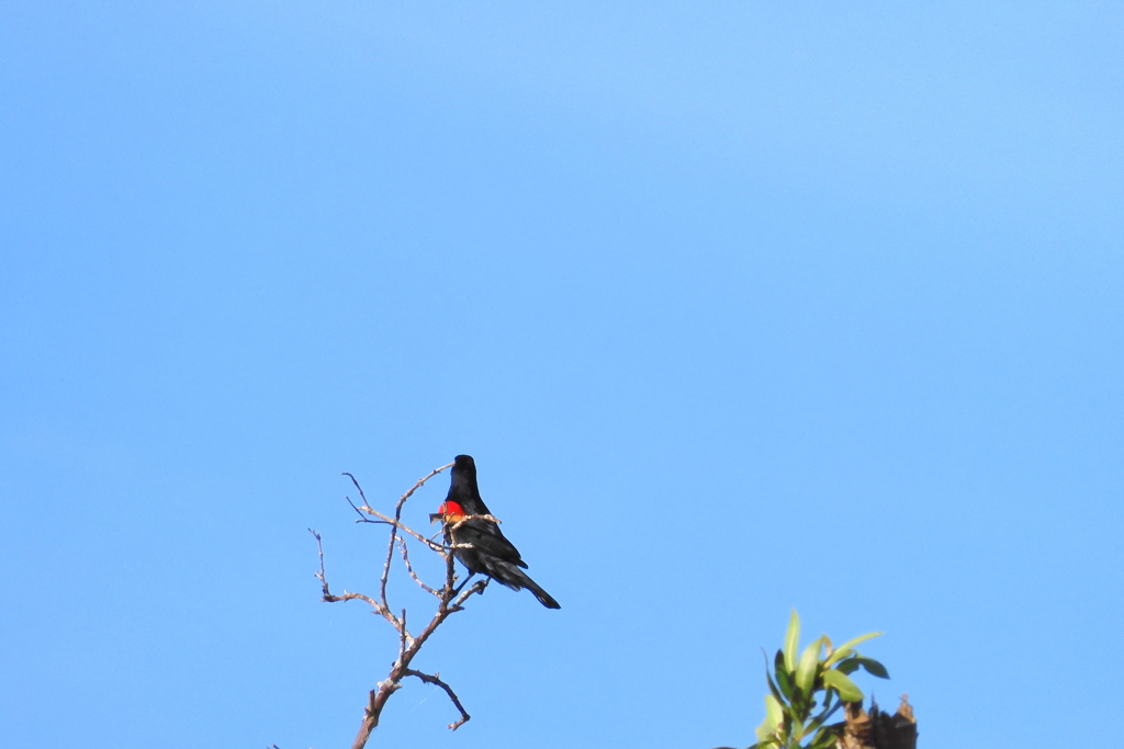 Red-winged Blackbird 4-6-23