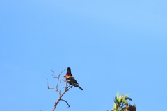 Red-winged Blackbird 4-6-23