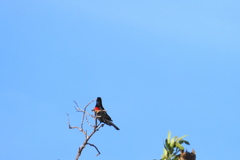 Red-winged Blackbird 4-6-23
