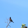 Red-winged Blackbird 4-6-23