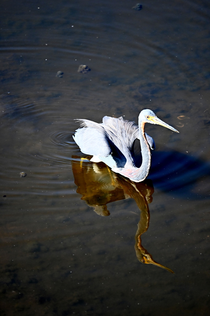 え、飛んじゃう　11-18-25