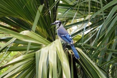 Blue Jay 7-29-23