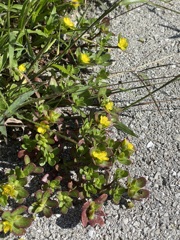 Common Purslane 4-6-23