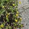 Common Purslane 4-6-23