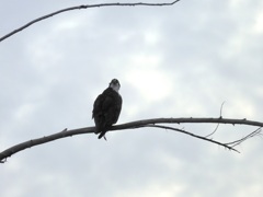 Female Osprey II 9-24-23