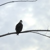 Female Osprey II 9-24-23