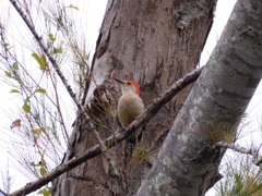 Red-bellied Woodpecker II 10-9-23