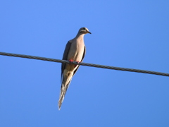 Mourning Dove 9-13-23