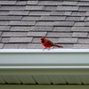 Male Northern Cardinal I 9-30-23