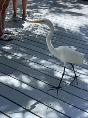 Visiting Great Egret 6-18-24