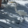 Visiting Great Egret 6-18-24