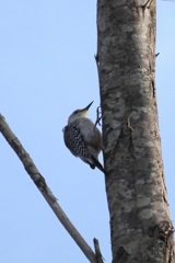 Red-Bellied Woodpecker 1-I 10-22-23