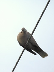 Eurasian Collared Dove III 9-24-23