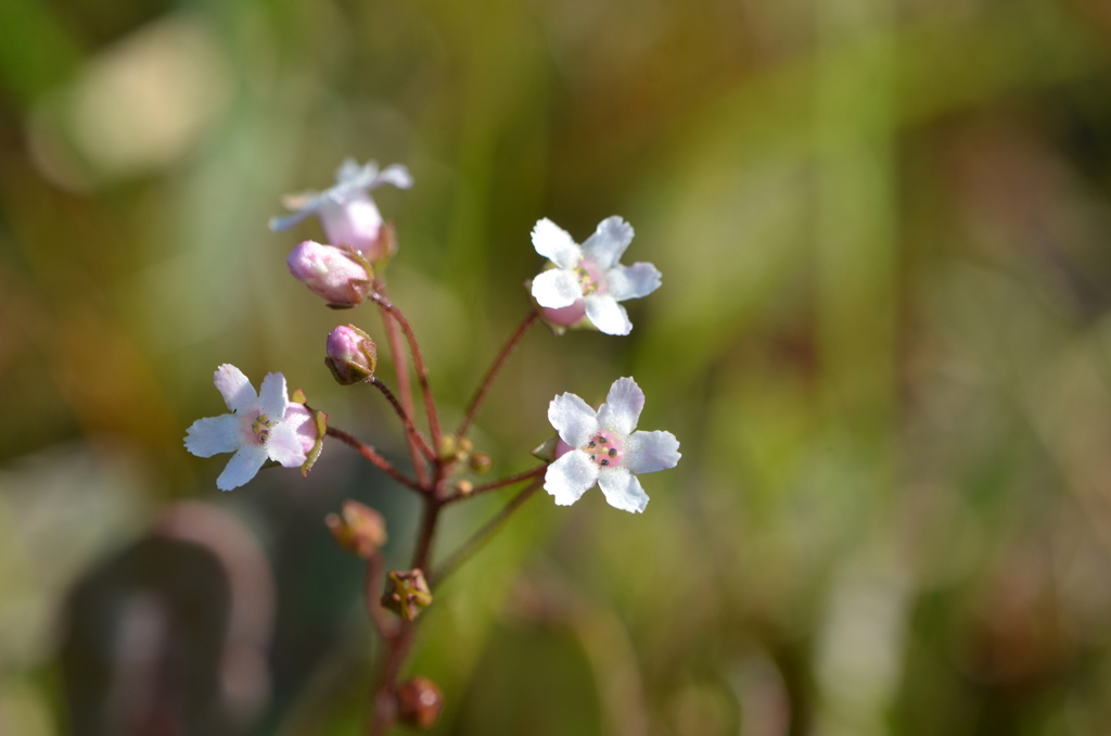 Water Pimpernel II 5-4-23