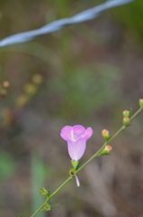 By the Wire Fence 6-5-25