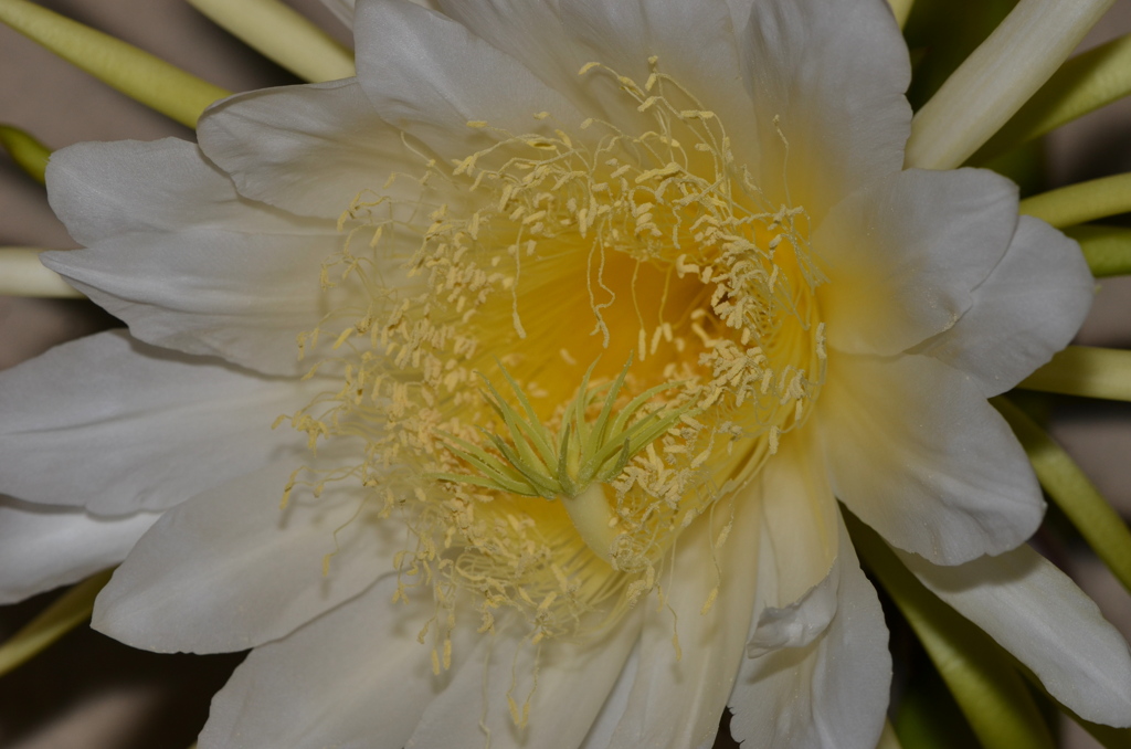 Dragon Fruit 9-3-23