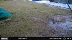 忙しそうなうさぎ　11-25-25