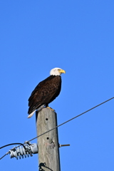 Bald Eagle 1 12-20-24