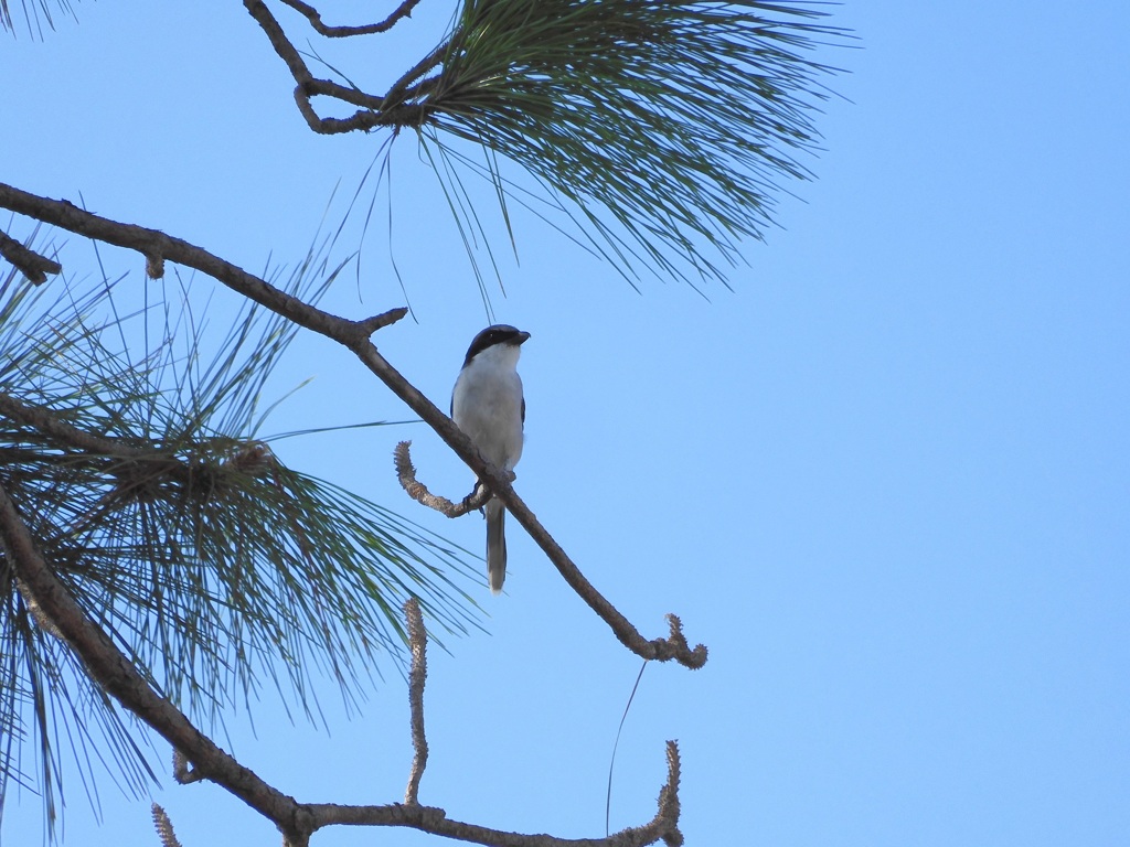 Loggerhead Shrike I 9-17-23