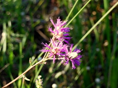 Vernonia blodgettii　8-5-23