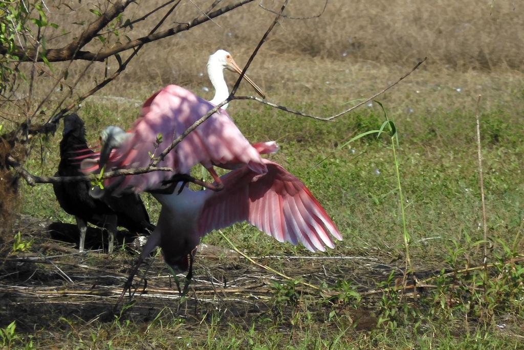 こぜりあい　10-15-25