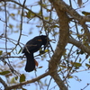 Red-Winged Blackbird IV 3-5-24