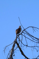 Brown Thrasher I 9-28-23