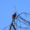 Brown Thrasher I 9-28-23
