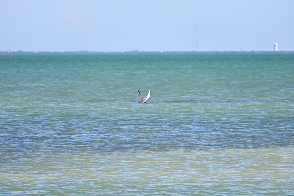 Common Tern at East Beach 3-26-25