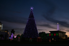 UTC Christmas Tree in Twilight 11-28-24