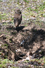 Male at the Nest 4-10-25