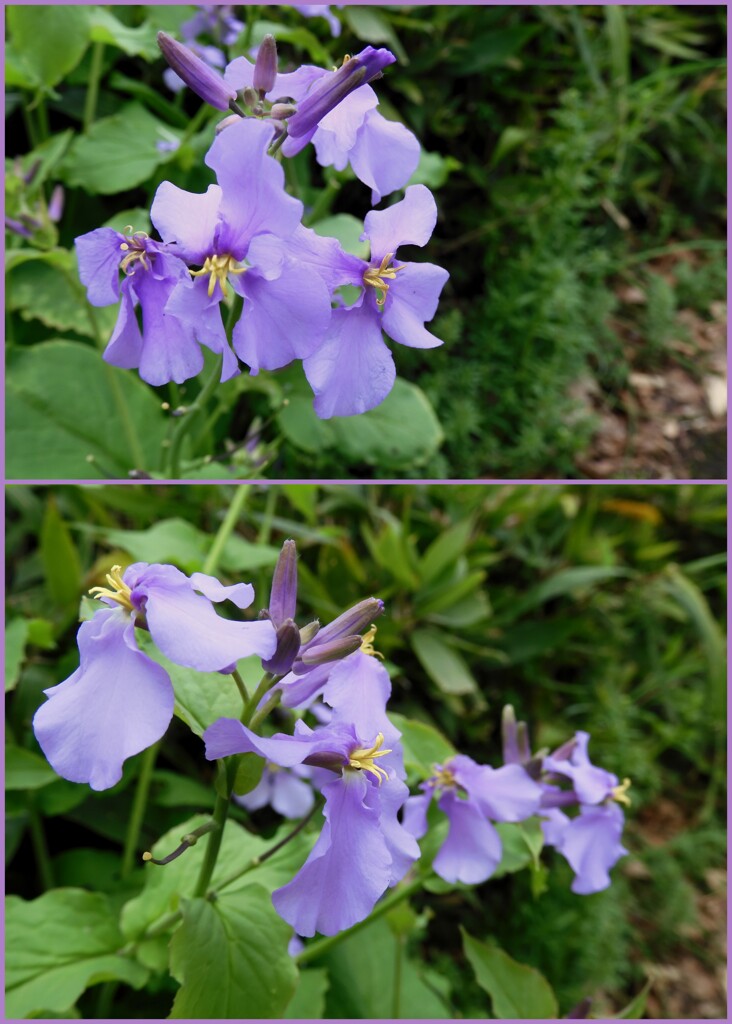 北の丸公園の紫花菜　2024-4-4