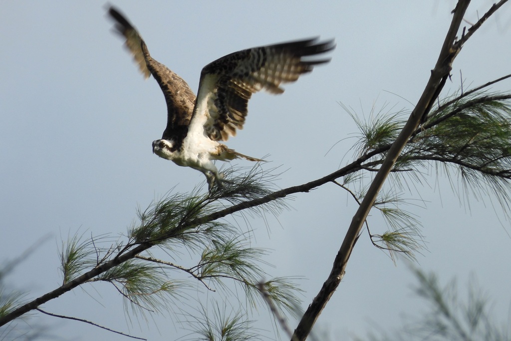 Young Osprey III 10-15-23