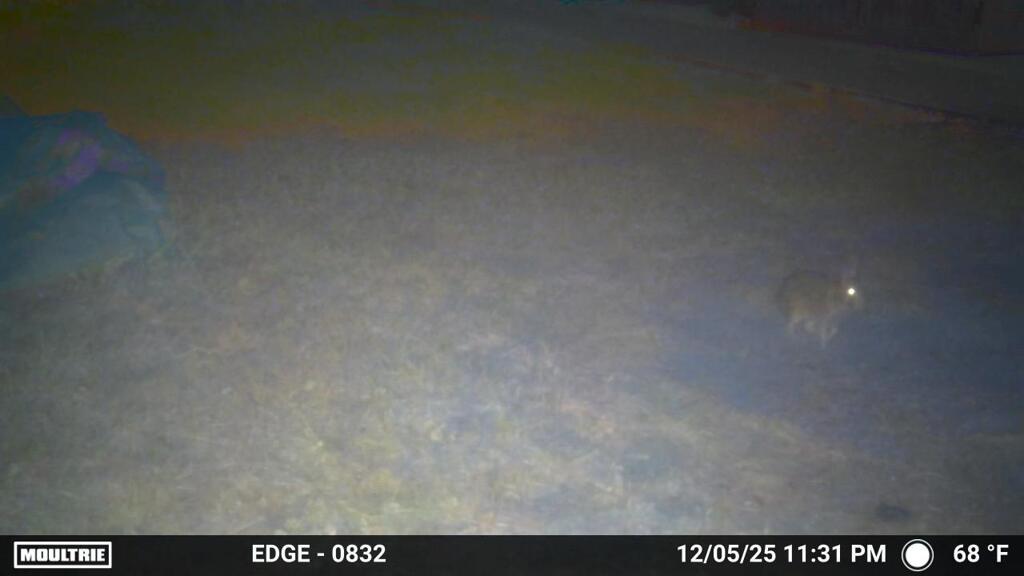 夜中のうさぎ　12-5-25