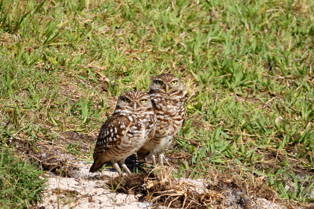 A Loving Pair 4-10-25