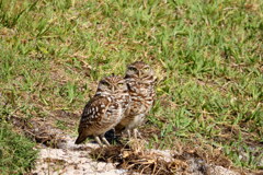 A Loving Pair 4-10-25