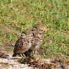 A Loving Pair 4-10-25