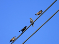 Brown-headed Cowbird 10-18-23