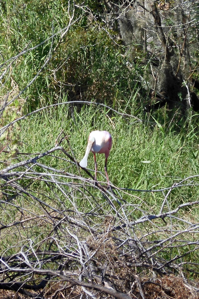Roseate Spoonbill on the Branch 10-15-25