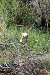 Roseate Spoonbill on the Branch 10-15-25