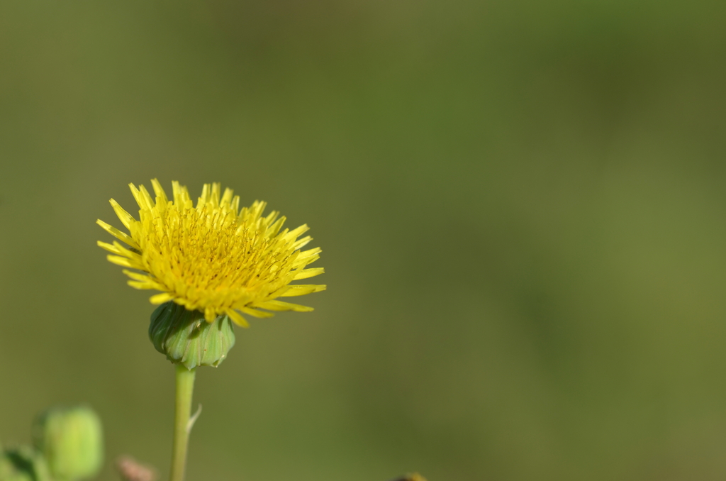 Spiny Sow-Thistle 3-1-25
