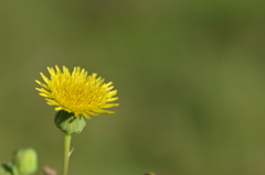 Spiny Sow-Thistle 3-1-25