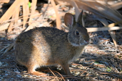 Sylvilagus palustris 6-26-25