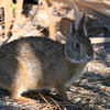 Sylvilagus palustris 6-26-25