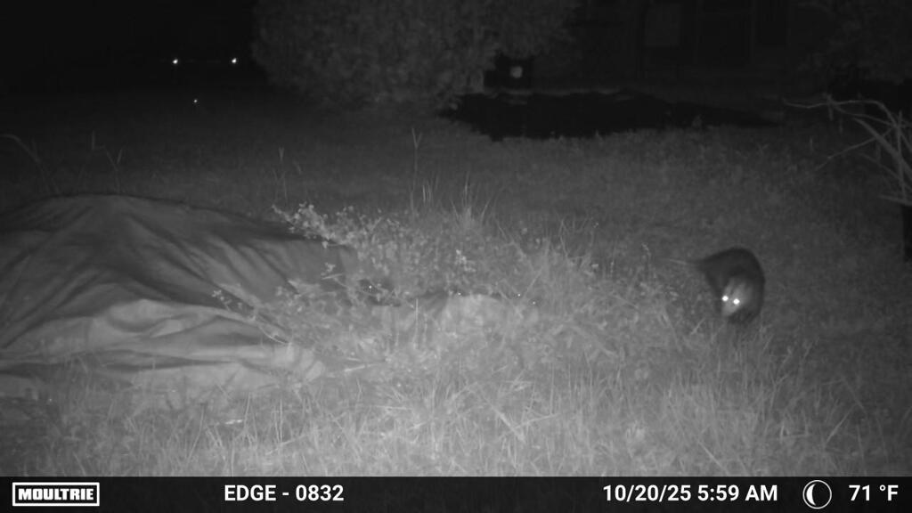 Opposum 10-20-25