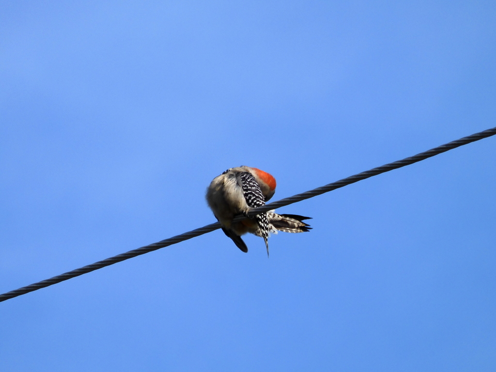 毛づくろい　4-5-23