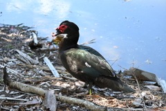 Muscovy Duck V 2-5-25